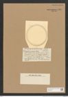 Campylodiscus anceps Castr. (de-Toni-Nr.: Genus 57, Species 2463) Zeichnungen Sammlung Grunow Nr. 4962 (NHMW-BOT-W0373186)